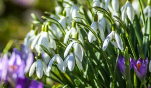 8 марта. Поздравляем вас с праздником!