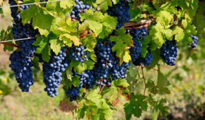 Новая веха в биографии Артёма Зуева и Снежаны Гергиевой