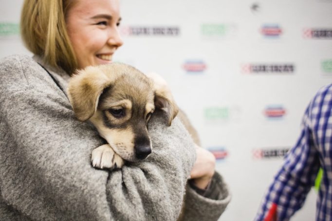 Есенин-центр организует мероприятие в честь Международного дня собаки