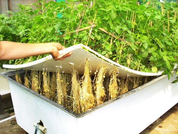 КРЭТ разработал мобильное решение проблемы инфицирования растений в аэропонических теплицах